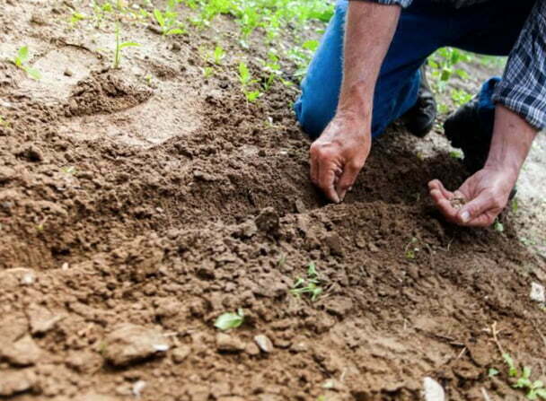 gardener planting seeds